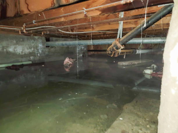 Best Flood restoration services  in Lacoste, TX